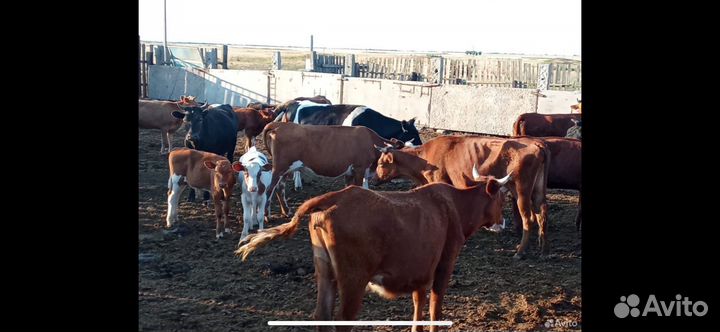 Корова стельная