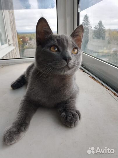 Отдам котят и кошку в добрые руки бесплатно