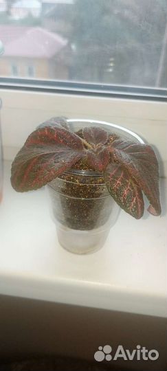 Эписции разные