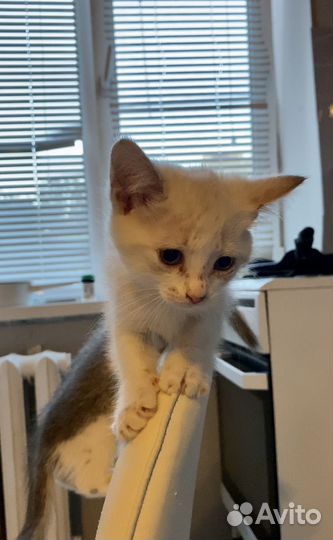 Котята в добрые руки бесплатно