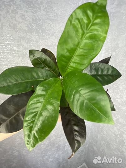 Кротон миссис Айстон