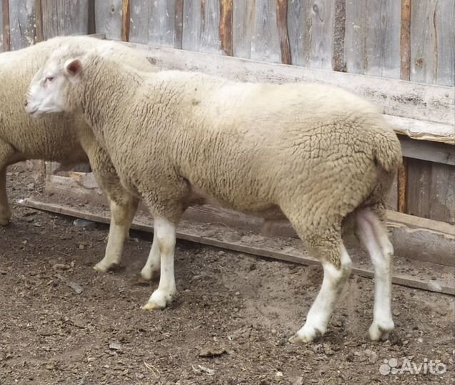 Бараны ташлинские