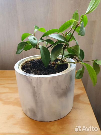 Интерьерные композиции, кашпо из бетона