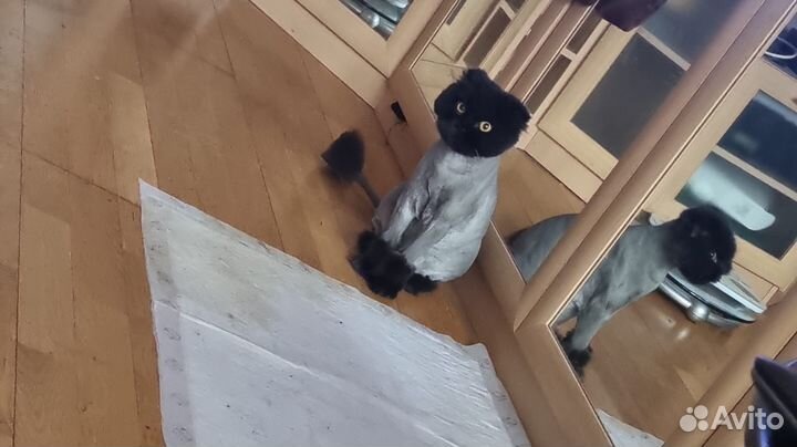 Бесплатно Шотландская кошка