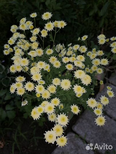 Многолетние садовые цветы