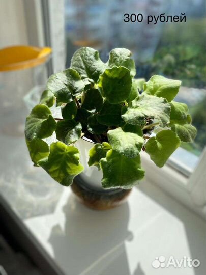 Цветы комнатные в керамических горшках