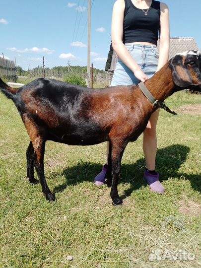 Нубийская дойная козочка