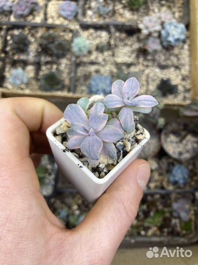 Суккуленты,комнатные растения