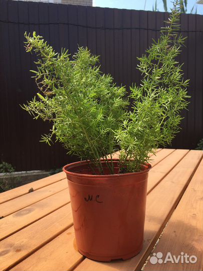 Аспагантус,Калина Бульденеж