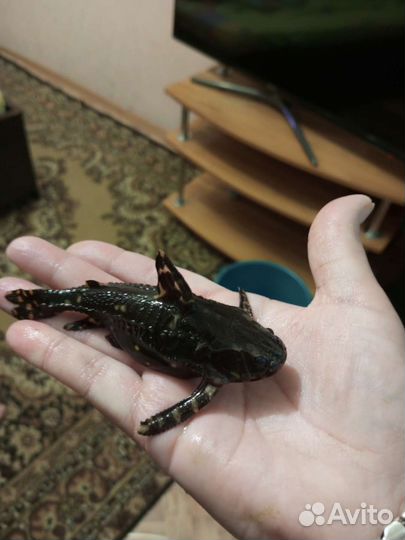 Сомик Агамиксис