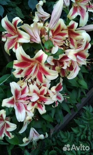 Лилии луковицы