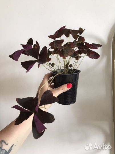 Оксалис Эбони Алюр кислица корейская сортовая