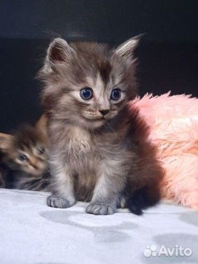 Котята