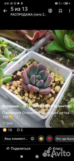 Каланхоэ, эхеверии, котиледоны, пахифитум