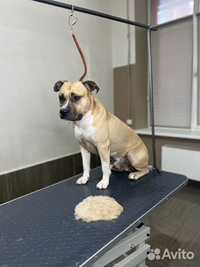 Услуги грумера