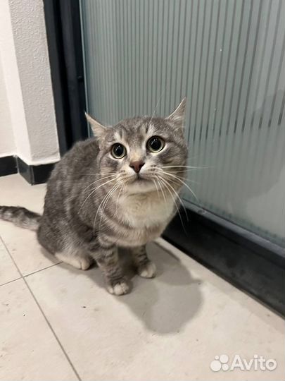 Котик ищет дом