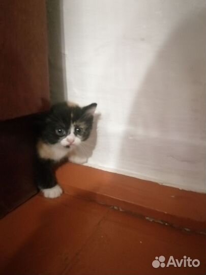 Кошка бесплатно