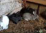 Кролики, зайчата