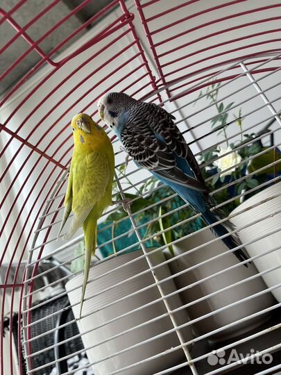 Продам попугаев
