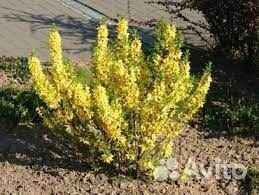 Спиреи и форзиция, Полынь