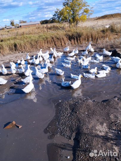 Продам домашних уток