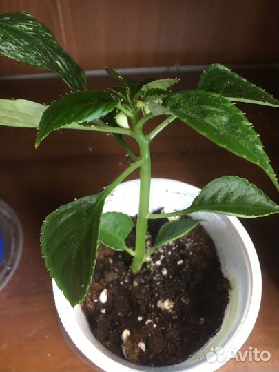 Комнатные цветы