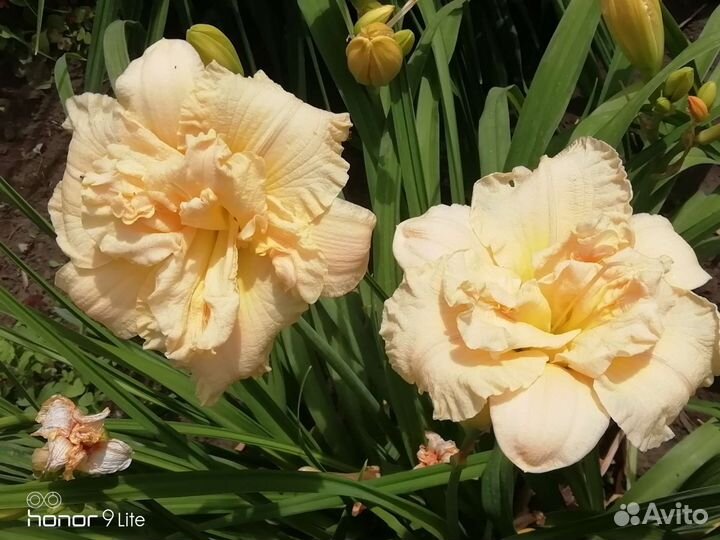 Лилейники сортовые