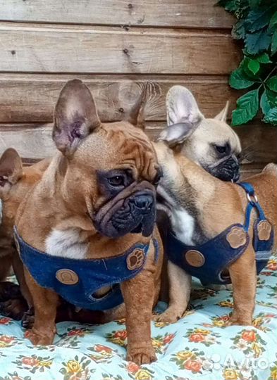 Яркие щенки Французский бульдог