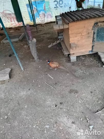 Фазаны румынский и охотничий