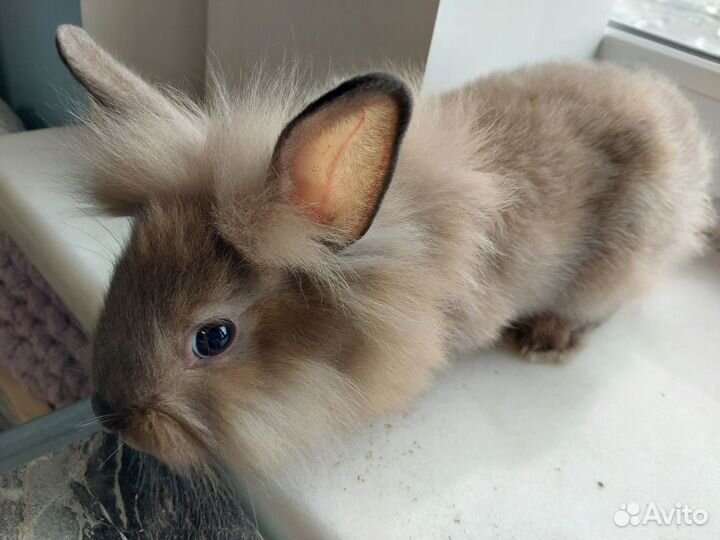 Декоративные кролики 2 мес