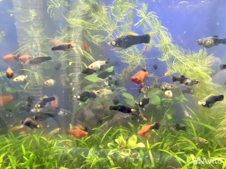 Аквариумные рыбки и корм Артемия и мотыль