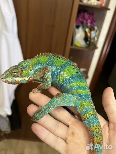 Пантеровый хамелеон