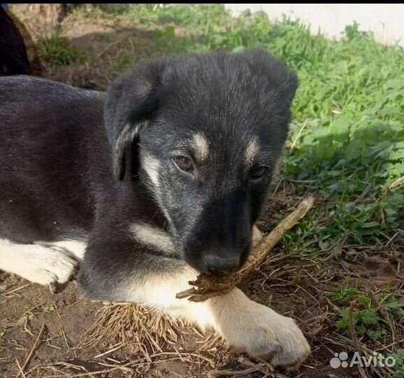 Щенок замерзает