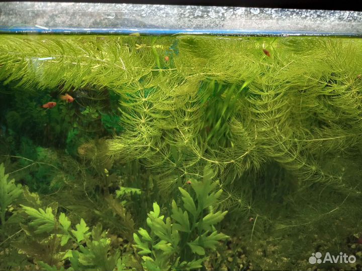 Роголистник, валлиснерия спиральная