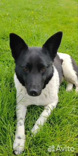 Щенок 10 месяцев хочет домой