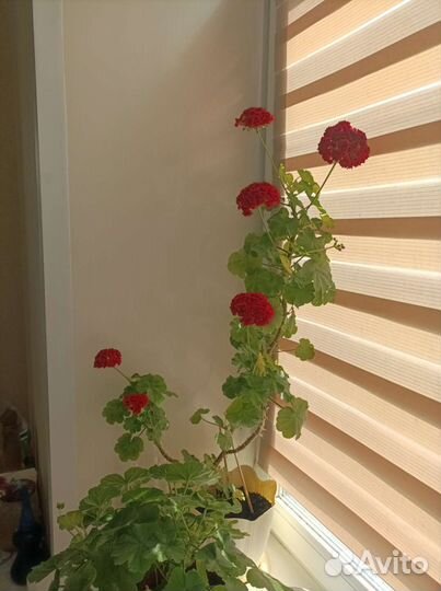 Пеларгония герань