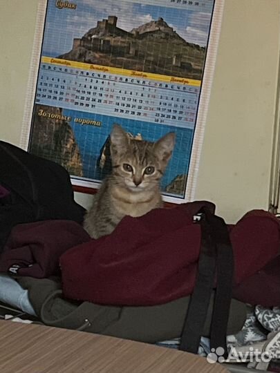 Котенок в добрые руки