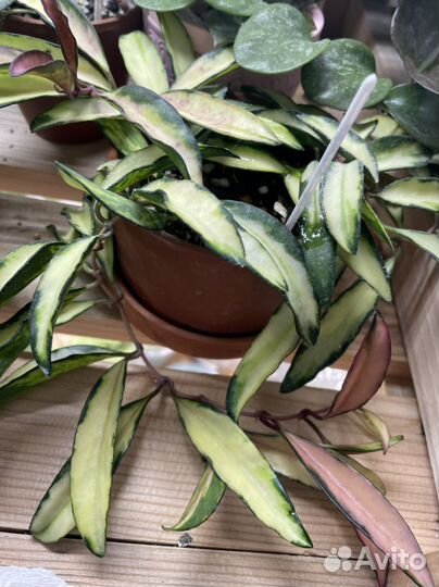 Хойя 3 на срез почтой 90 видов