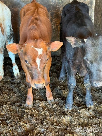 4 Бычка 1 тёлочка