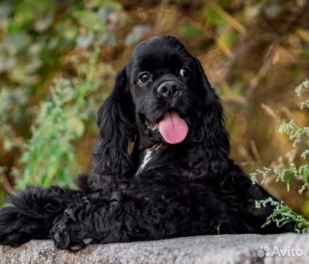 Щенки кокер спаниеля