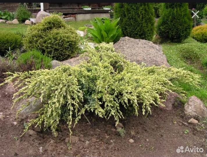 Хвойные растения