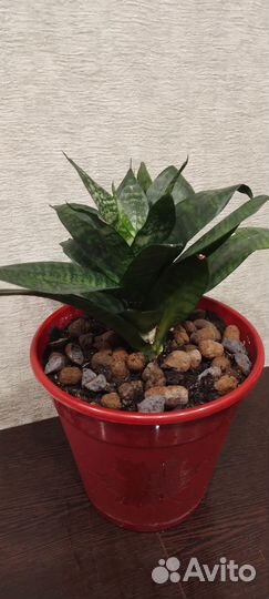 Щучий хвост отростки. Денежное дерево отростки