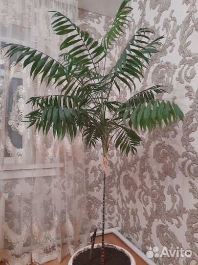 Пальма комнатное растение комнатные цветы