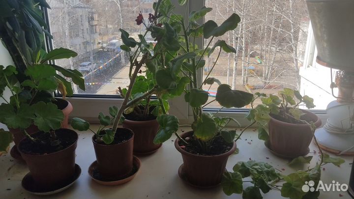 Комнатные цветы