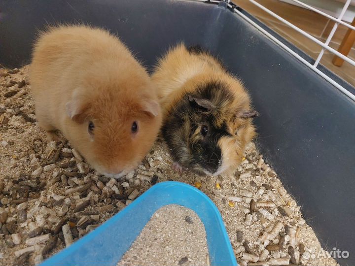 Морская свинка