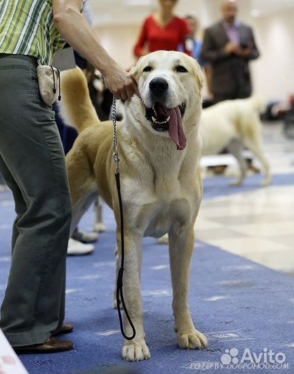 Выгул собак