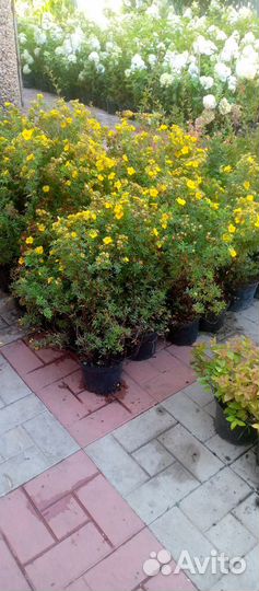 Гортензия метельчатая, лапчатка монарда