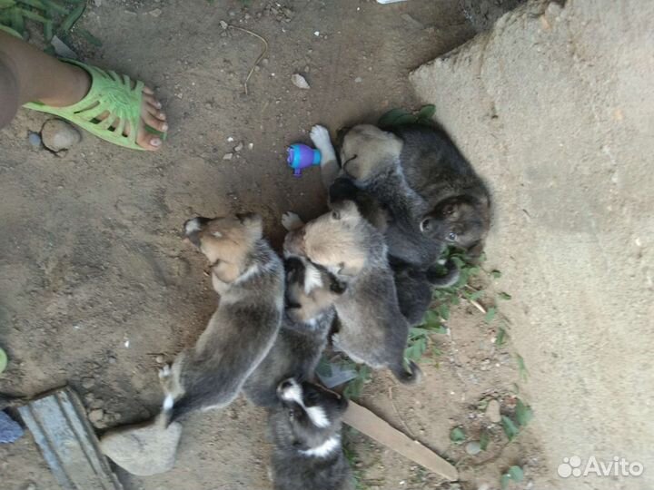 Собаки щенки бесплатно