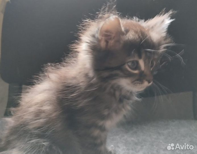 Отдам в добрые руки