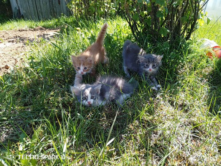 Отдам бесплатно котят